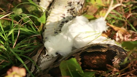 Chicken is a lunch for a python Video stock 150689189