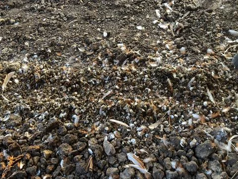 Chicken Manure Photos