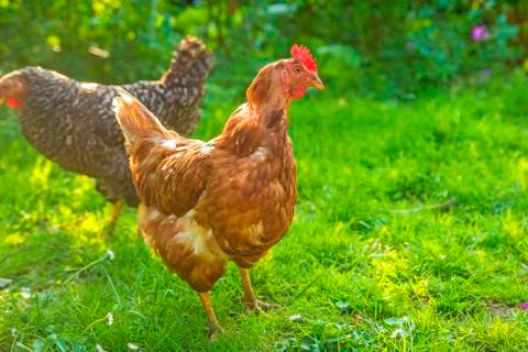 Chicken on a meadow Stock Photos