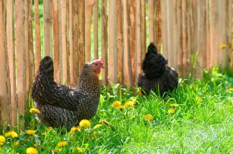 Chicken in the meadow Stock Photos