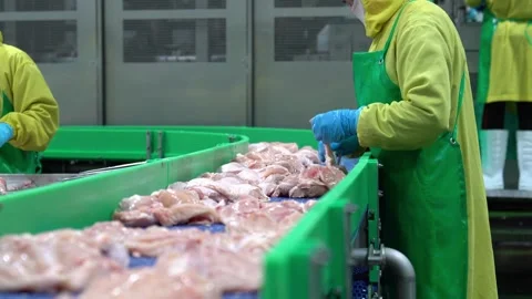 Chicken meat on conveyor Stock Footage 246093746