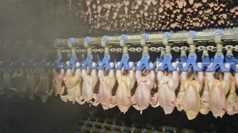 Chicken meat factory Stock Footage 46536261