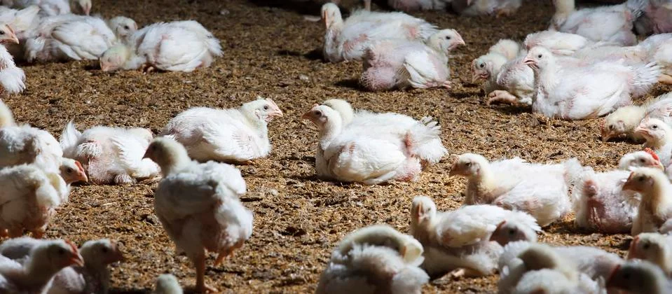 Chicken for meat Stock Photos