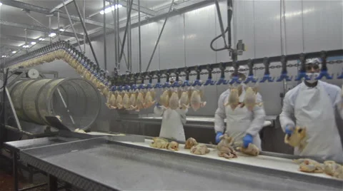 Chicken meat plant Stock Footage 47486478
