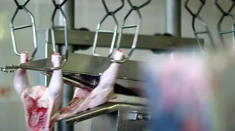 Chicken meat processing on conveyor belt. Food industry equipment Stock Footage 21362102