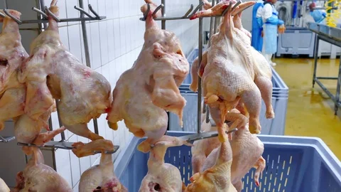 Chicken Meat Processing Plant 스톡 동영상 118600840
