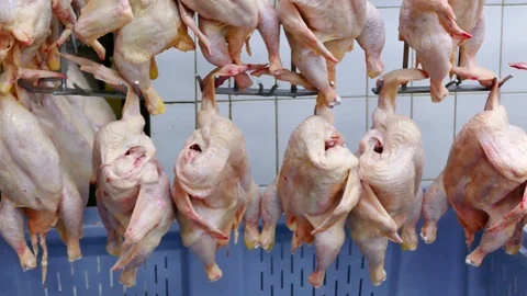 Chicken Meat Processing Plant Stock Footage 118601705
