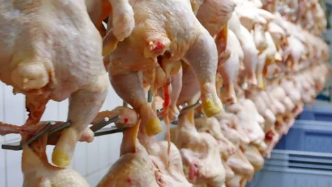 Chicken Meat Processing Plant Stock Footage 119255609