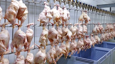 Chicken Meat Processing Plant Stock Footage 119256037