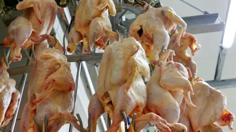 Chicken Meat Processing Plant Stock Footage 119257548