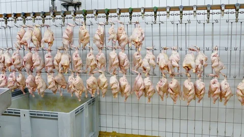 Chicken Meat Processing Plant Stock Footage 119259072