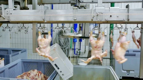 Chicken Meat Processing Plant Stock Footage 119259166