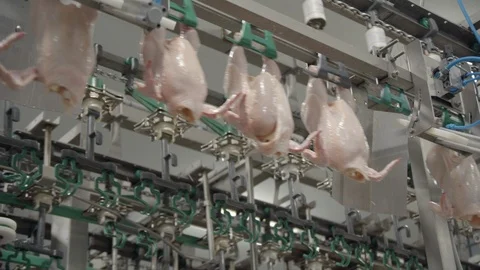 Chicken Meat in Processing Plant Stock Footage 124667908