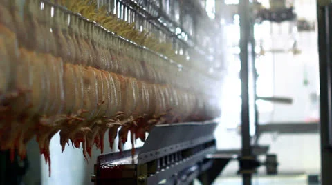 Chicken meat processing plant. Poultry production line. Food processing plant Stock Footage 22956242