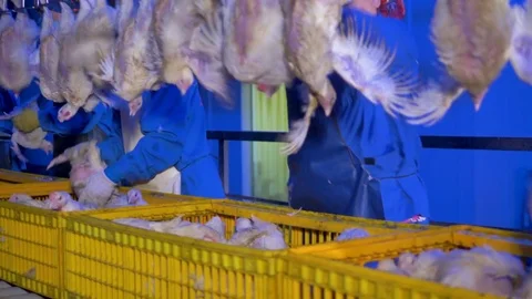 Chicken at a meet processing plant. 4K. Stock Footage 80855073