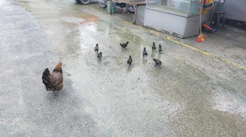 Chicken mom walking her chicks on a rainy day. Foto stock