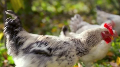 Chicken moving fast side view in farm yard, creating motion blur while running Stock Footage 334027857