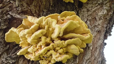 Chicken mushroom Video stock 140242635