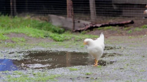 A chicken near puddle Stock Footage 310181150