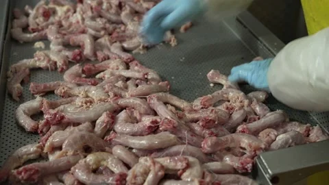 Chicken necks on an iron table, at a meat-packing plant, sorting chicken meat 스톡 동영상 234069812