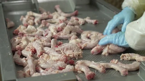 Chicken necks on an iron table, at a meat-packing plant, sorting chicken meat 스톡 동영상 234069818