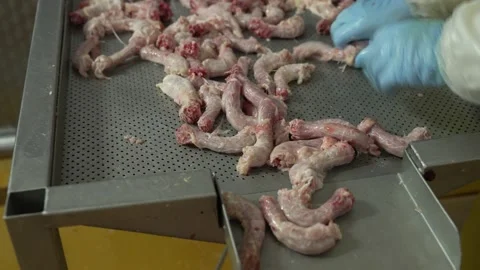 Chicken necks on an iron table, at a meat-packing plant, sorting chicken meat Stock Footage 234069960