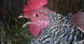 Chicken in a nest box closeup HD HD Footage