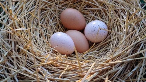 Chicken Nest Eggs Easter Stock Footage 307162533