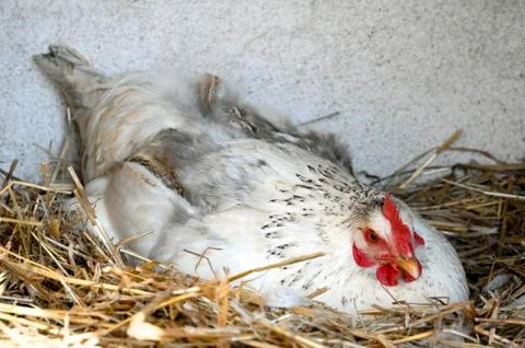 Chicken in nest Stock Photos