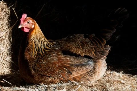 Chicken on nest Stock Photos