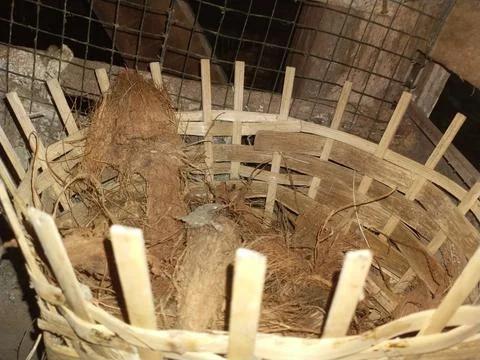 Chicken nest Foto stock