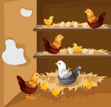 Chicken nesting in a coop Vector. Ecological free range Stock Illustration