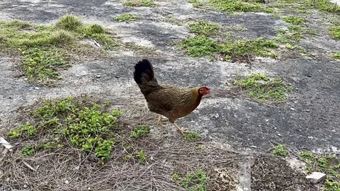 Chicken in Old San Juan Video stock 241595232