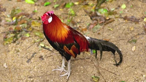 Chicken in Open Zoo Stock Footage 76250880