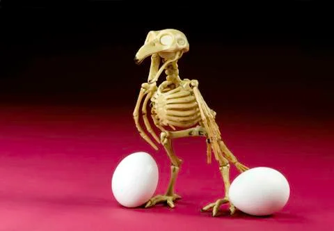 Chicken or the Egg. Stock Photos