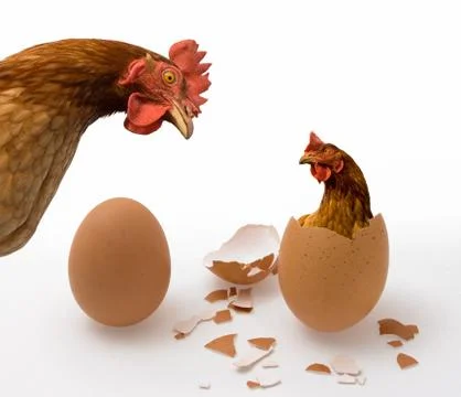 Chicken or Egg Stock Photos