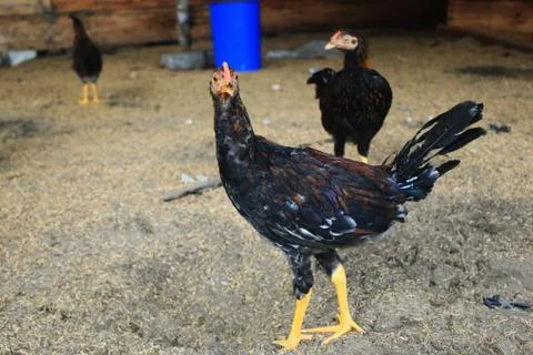 A chicken or hen walking inside at a free range farm, having a high quality life Stock Photos