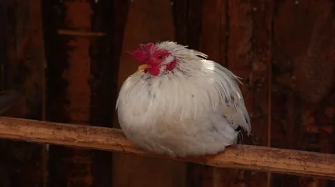 Chicken Outdoors Stock Footage 43561987