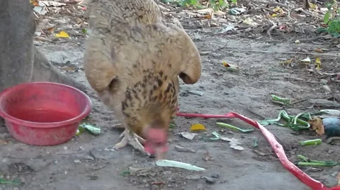 Chicken in the outdoors Video stock 64548970