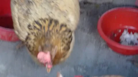 Chicken in the outdoors Stock Footage 64549201