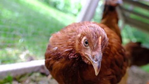 Chicken outside of coup close up shallow focus day Stock Footage 239952017