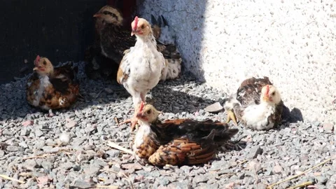 Chicken outside one summer day Stock Footage 256106549