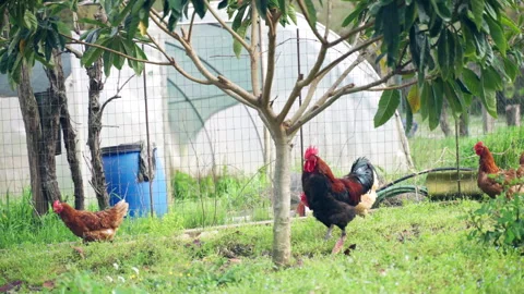 Chicken paddock grazing on enclosed barnyard among the greenery, beautiful 스톡 동영상 317842253