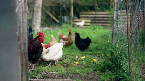 Chicken paddock grazing on enclosed barnyard among the greenery eating from the Stock Footage 317845157