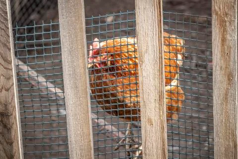 Chicken in the paddock Stock Photos