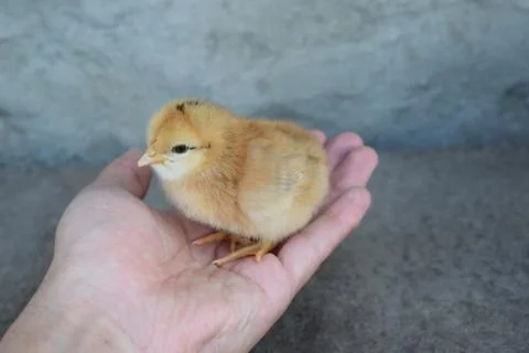 Chicken in a palm Stock Photos