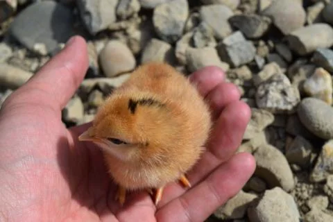 Chicken in a palm Stock Photos