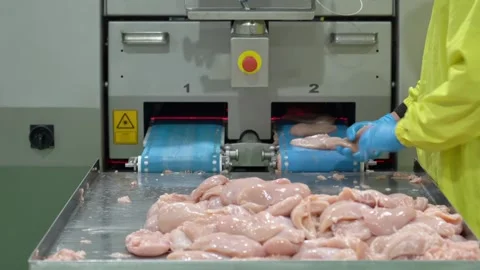 Chicken part on conveyor04 Stock Footage 221452981