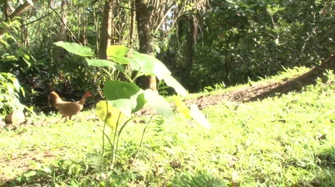 A Chicken passing Video stock 1930881