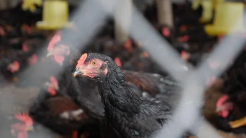 A chicken pauses near a feeder while others cluster tightly around, dust and Stock-Footage 324802223